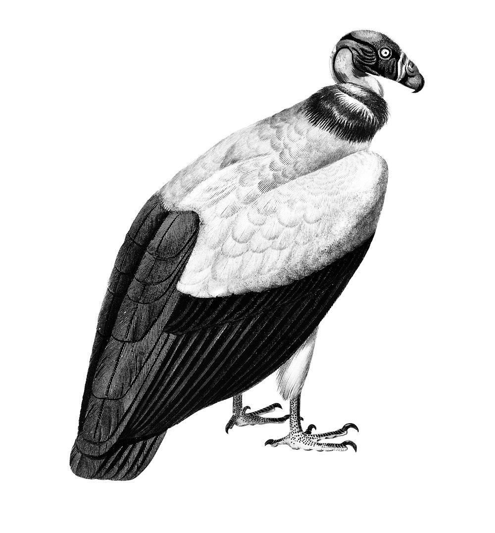 Vintage illustrations of King vulture