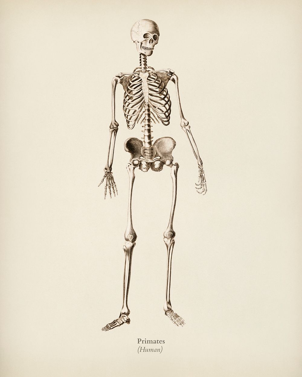Human skeleton illustrated by Charles Dessalines D' Orbigny (1806-1876). Digitally enhanced from our own 1892 edition of…