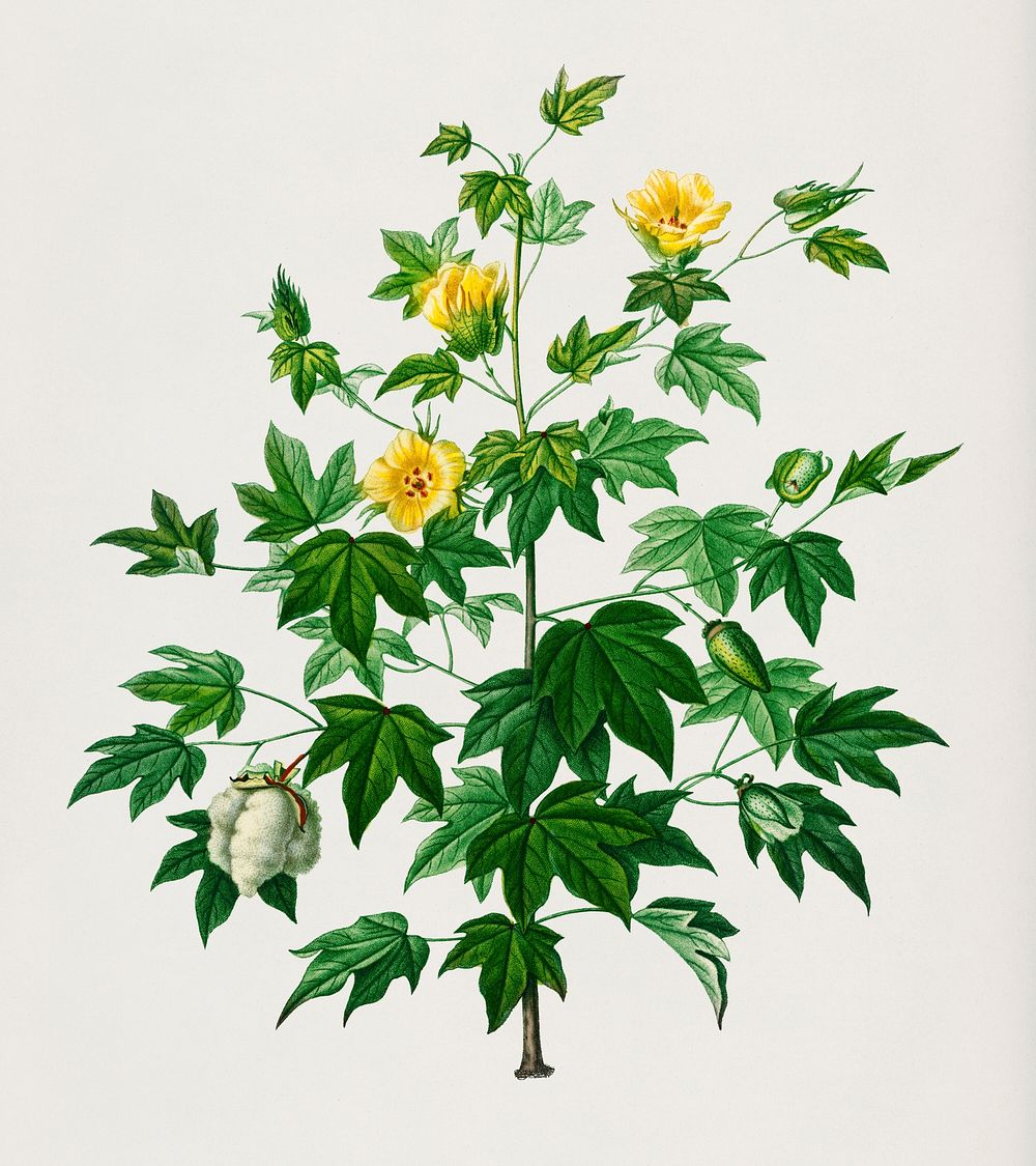 Sea Island cotton (gossypium vitifolium) illustrated by Charles Dessalines D' Orbigny (1806-1876). Digitally enhanced from…