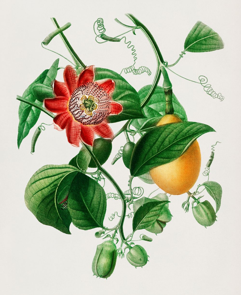 Passiflore ailee illustrated by Charles Dessalines D' Orbigny (1806-1876). Digitally enhanced from our own 1892 edition of…