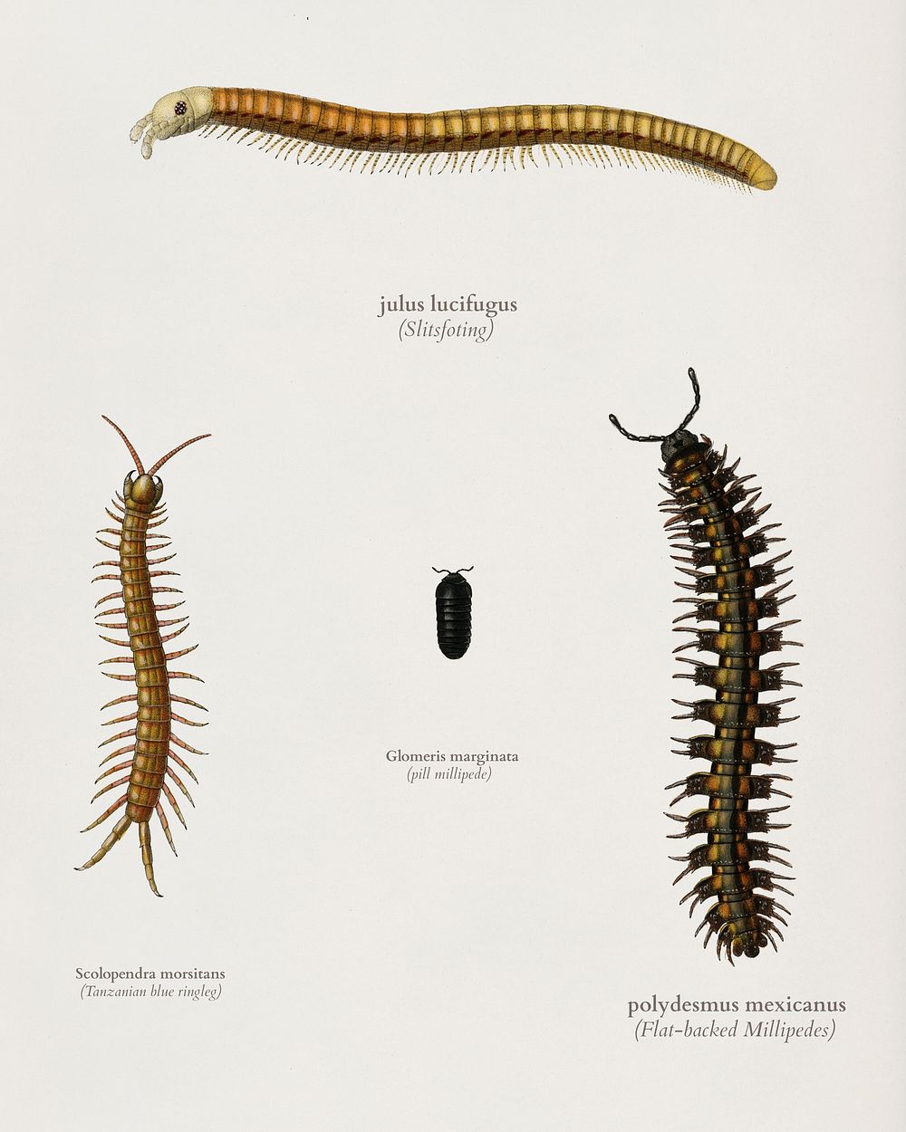Different types of millipede illustrated by Charles Dessalines D' Orbigny (1806-1876). Digitally enhanced from our own 1892…