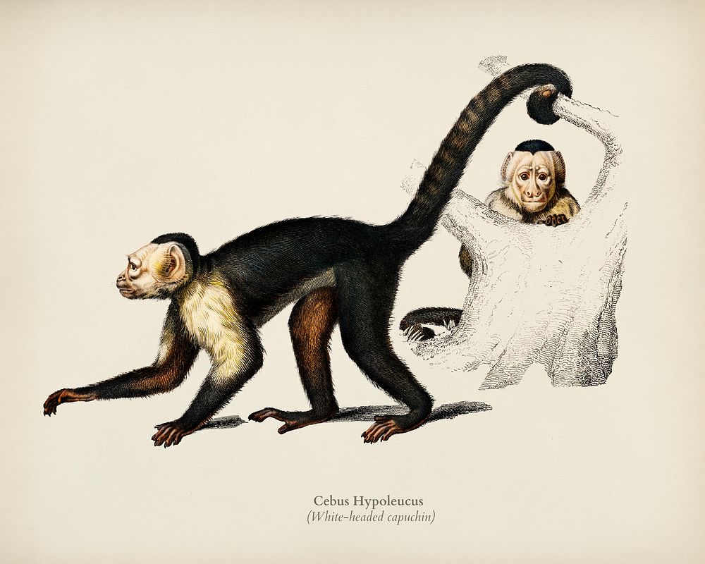 White-headed capuchin (Cebus Hypoleucus) illustrated by Charles Dessalines D' Orbigny (1806-1876). Digitally enhanced from…