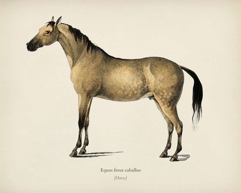 Horse (Equus ferus caballus) illustrated by Charles Dessalines D' Orbigny (1806-1876). Digitally enhanced from our own 1892…