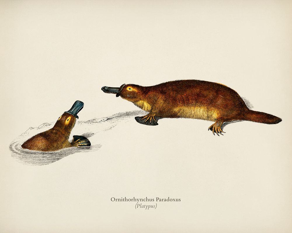 Platypus (Ornithorhynchus Paradoxus) illustrated by Charles Dessalines D' Orbigny (1806-1876). Digitally enhanced from our…