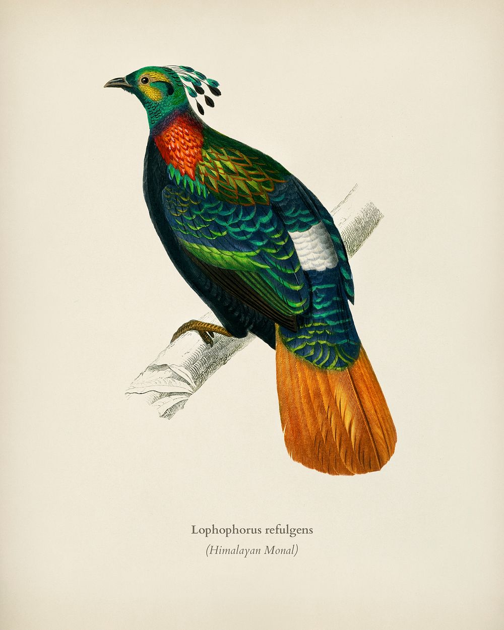 Himalayan monal (Lophophorus refulgens) illustrated by Charles Dessalines D' Orbigny (1806-1876). Digitally enhanced from…