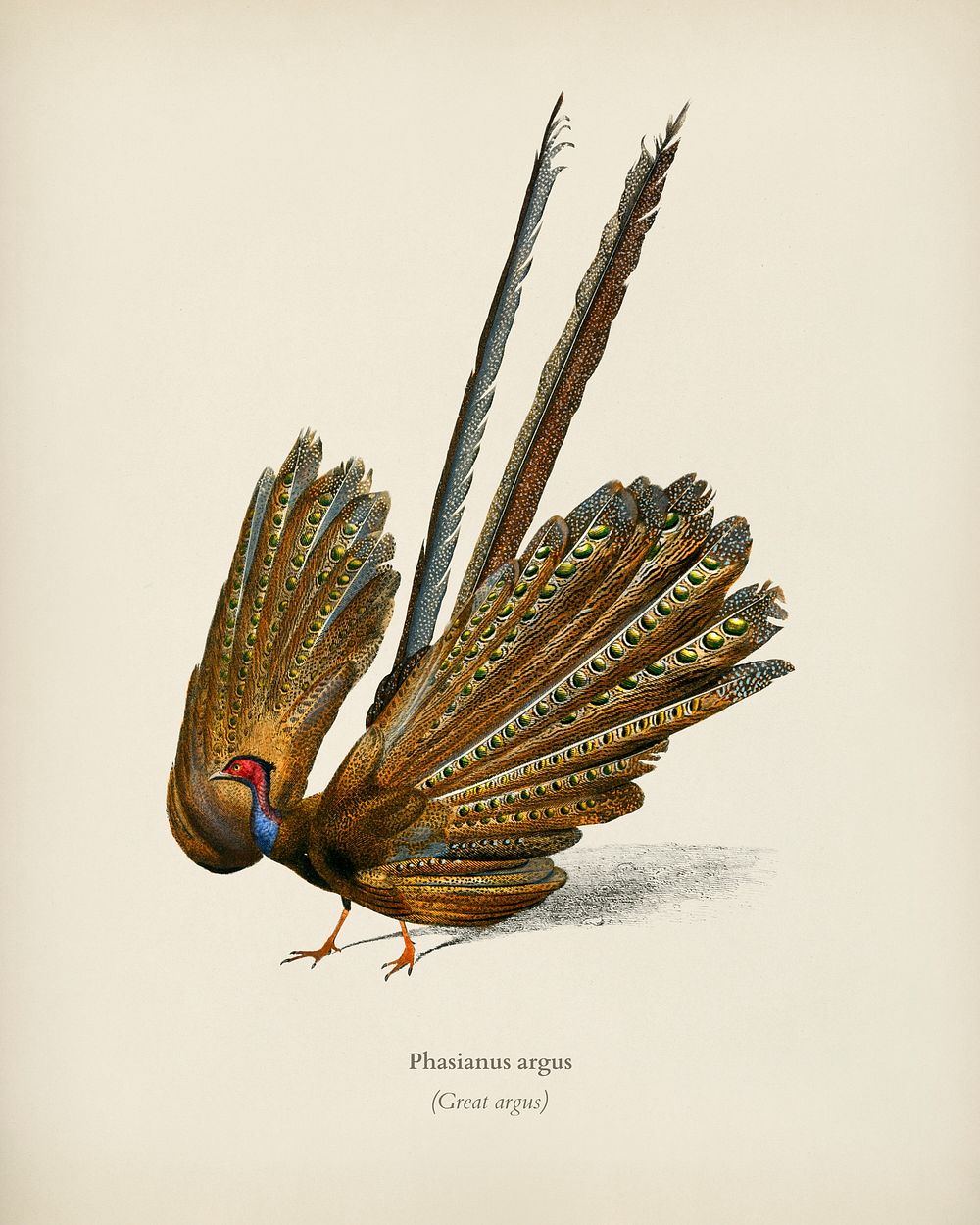 Great argus (Phasianus argus) illustrated by Charles Dessalines D' Orbigny (1806-1876). Digitally enhanced from our own 1892…
