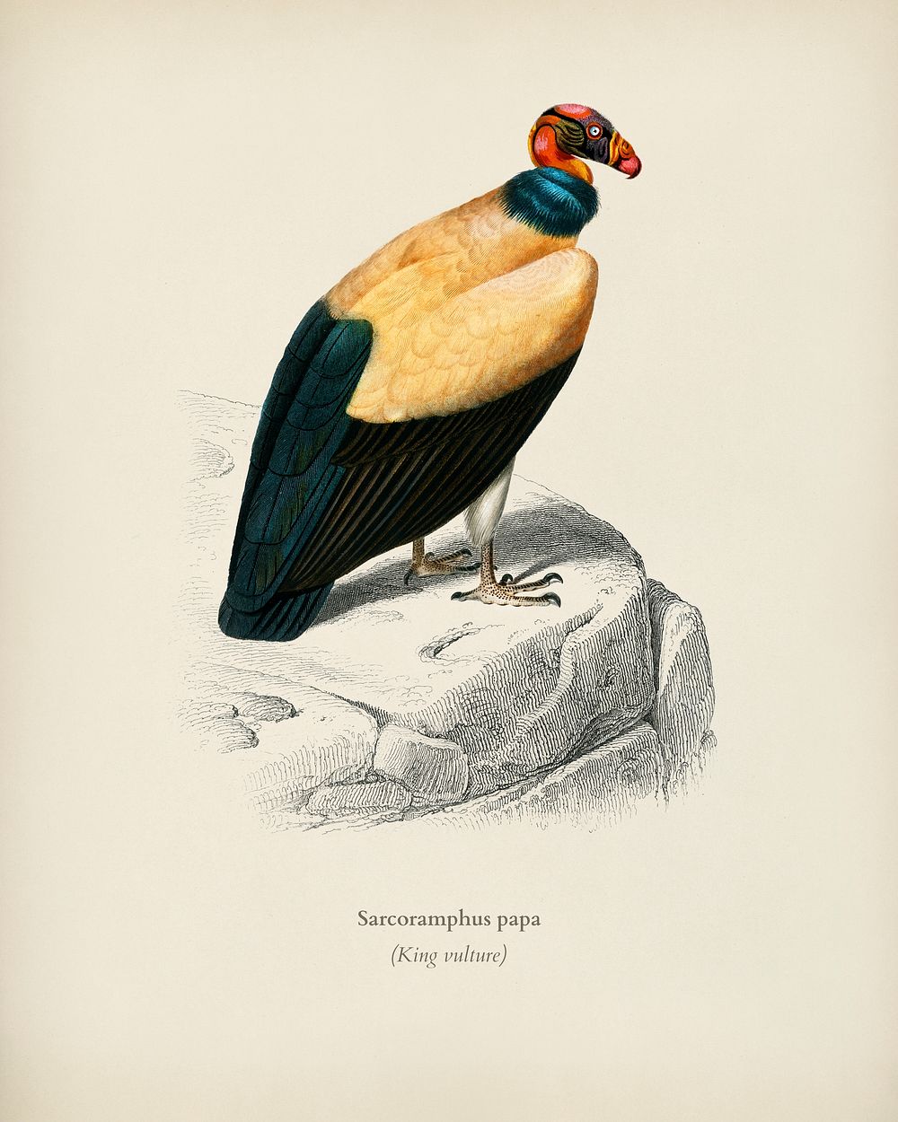 King vulture (Sarcoramphus papa) illustrated by Charles Dessalines D' Orbigny (1806-1876). Digitally enhanced from our own…