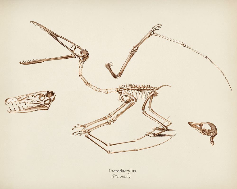 Pterosaur (Pterodactylus) illustrated by Charles Dessalines D' Orbigny (1806-1876). Digitally enhanced from our own 1892…