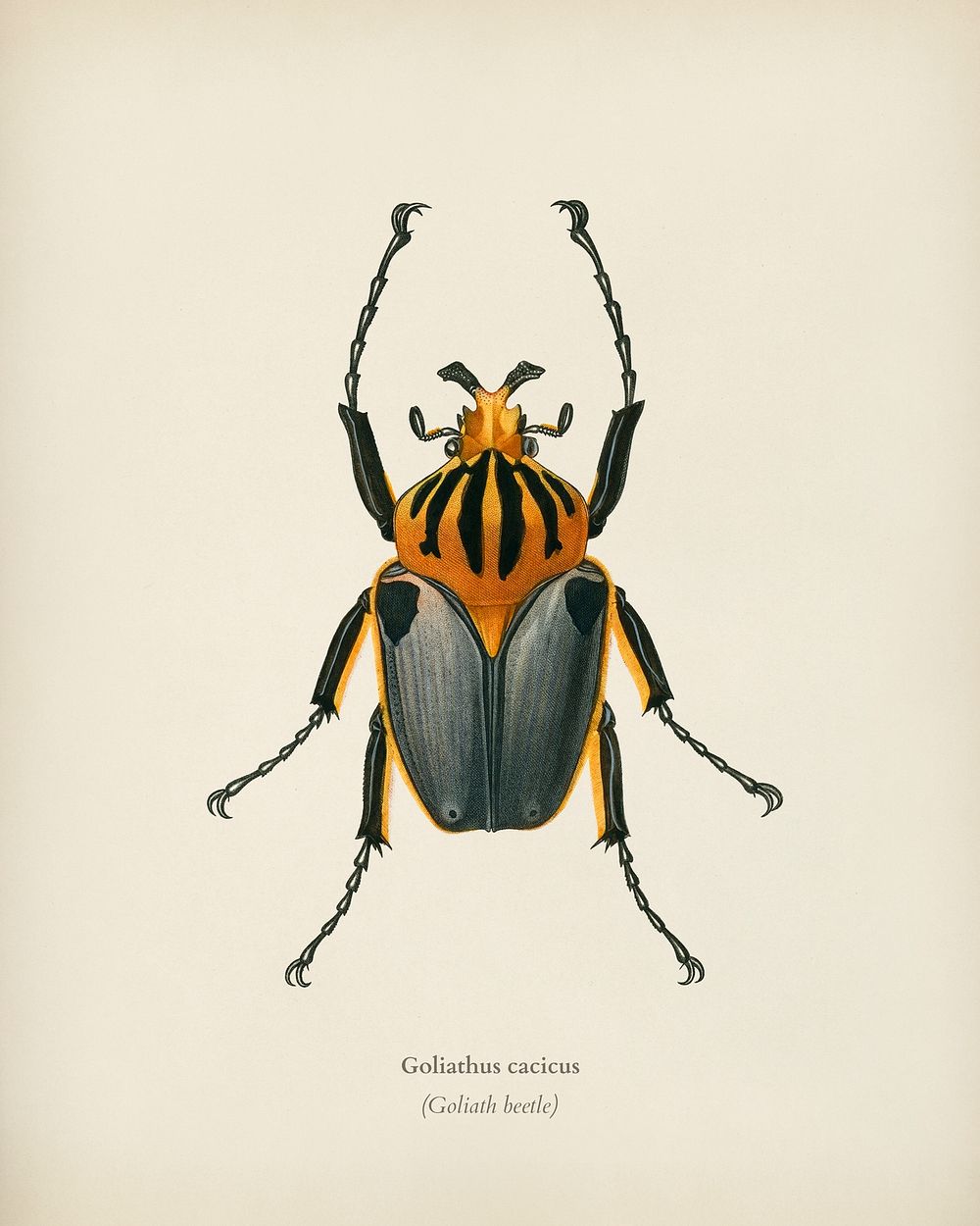 Goliathus cacicus illustrated by Charles Dessalines D' Orbigny (1806-1876). Digitally enhanced from our own 1892 edition of…