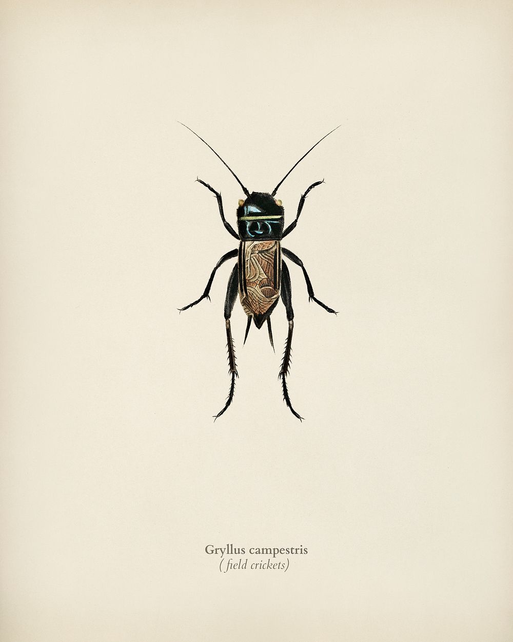 Field crickets (Gryllus campestris) illustrated by Charles Dessalines D' Orbigny (1806-1876). Digitally enhanced from our…
