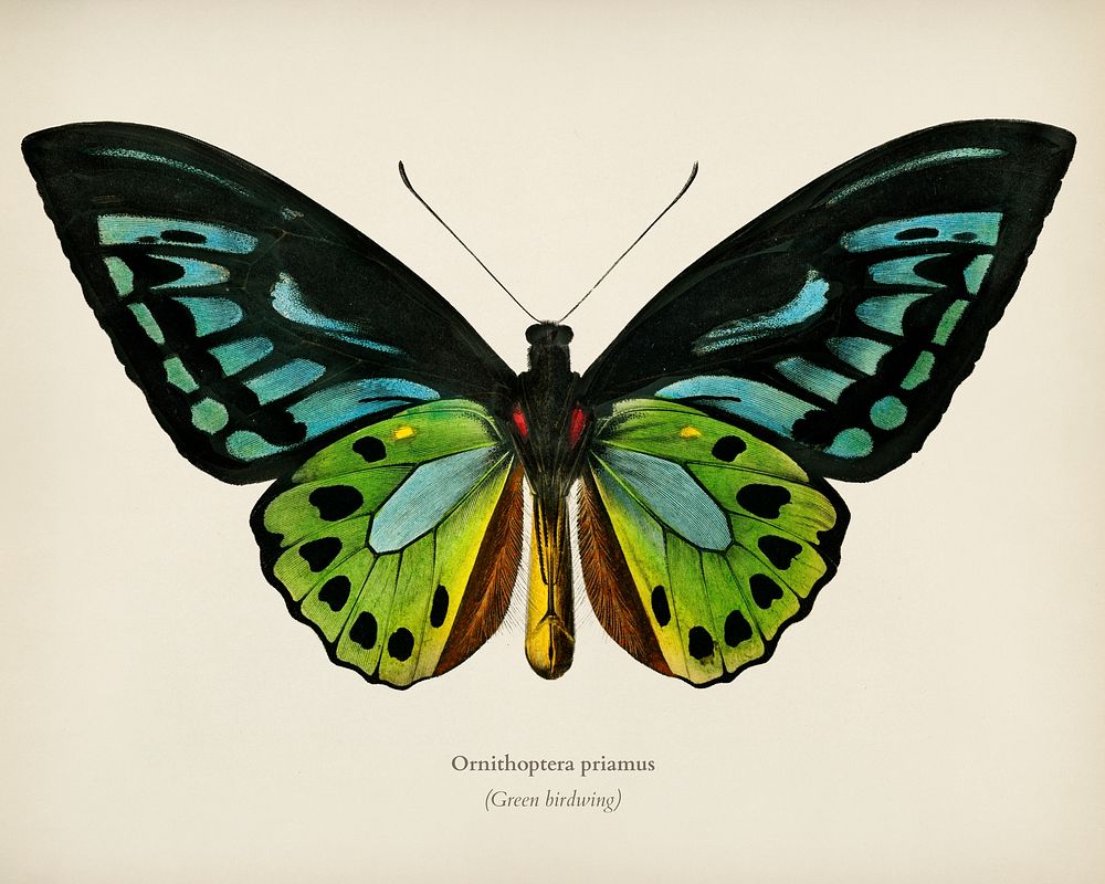 Green birdwing (Ornithoptera priamus) illustrated by Charles Dessalines D' Orbigny (1806-1876). Digitally enhanced from our…