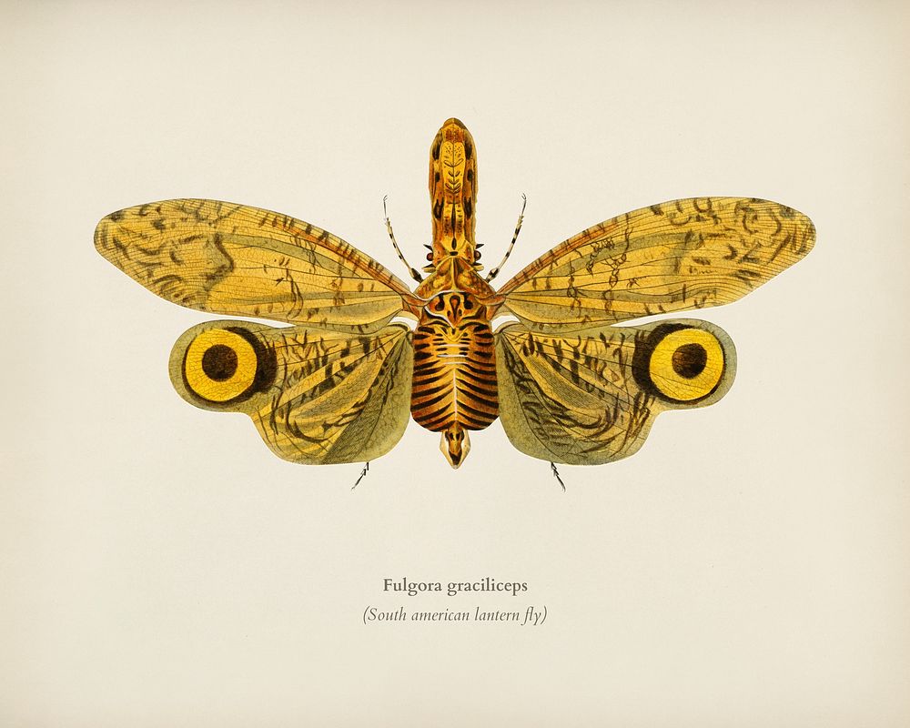 Fulgora graciliceps illustrated by Charles Dessalines D' Orbigny (1806-1876). Digitally enhanced from our own 1892 edition…