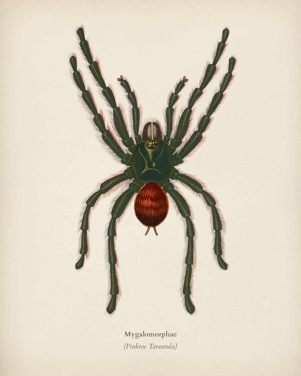 Pinktoe tarantula (Mygalomorphae) illustrated by Charles Dessalines D' Orbigny (1806-1876). Digitally enhanced from our own…
