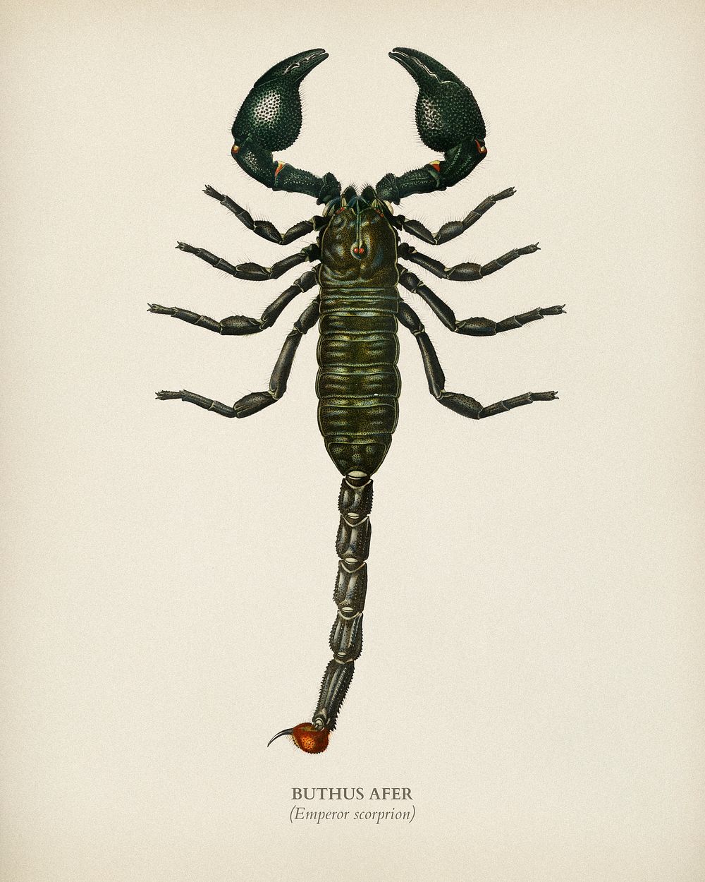 The Emperor Scorpion (Buthus Afer) illustrated by Charles Dessalines D' Orbigny (1806-1876). Digitally enhanced from our own…