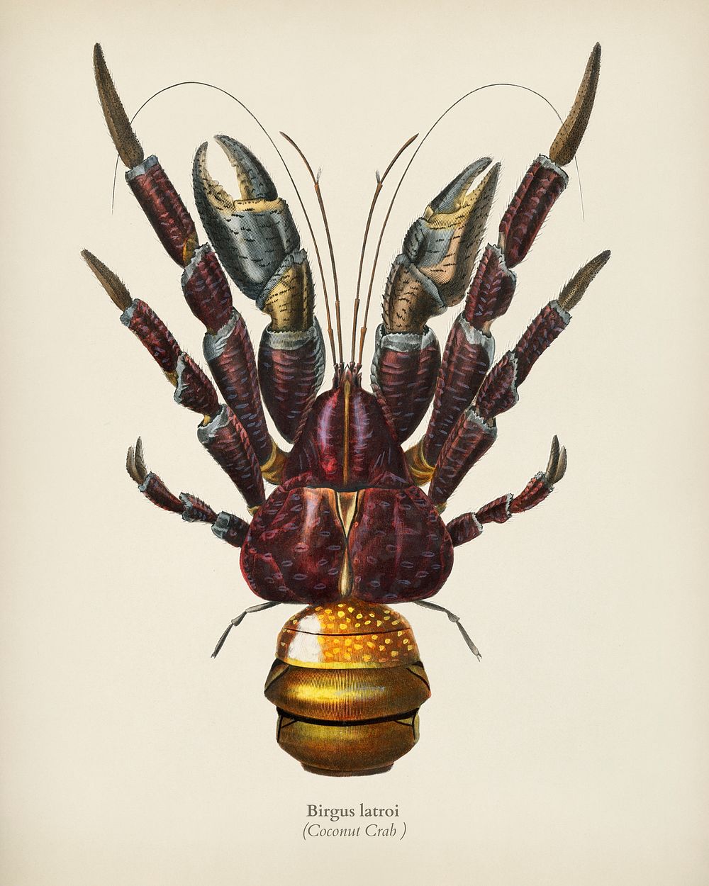 Coconut Crab (Birgus latroi) illustrated by Charles Dessalines D' Orbigny (1806-1876). Digitally enhanced from our own 1892…