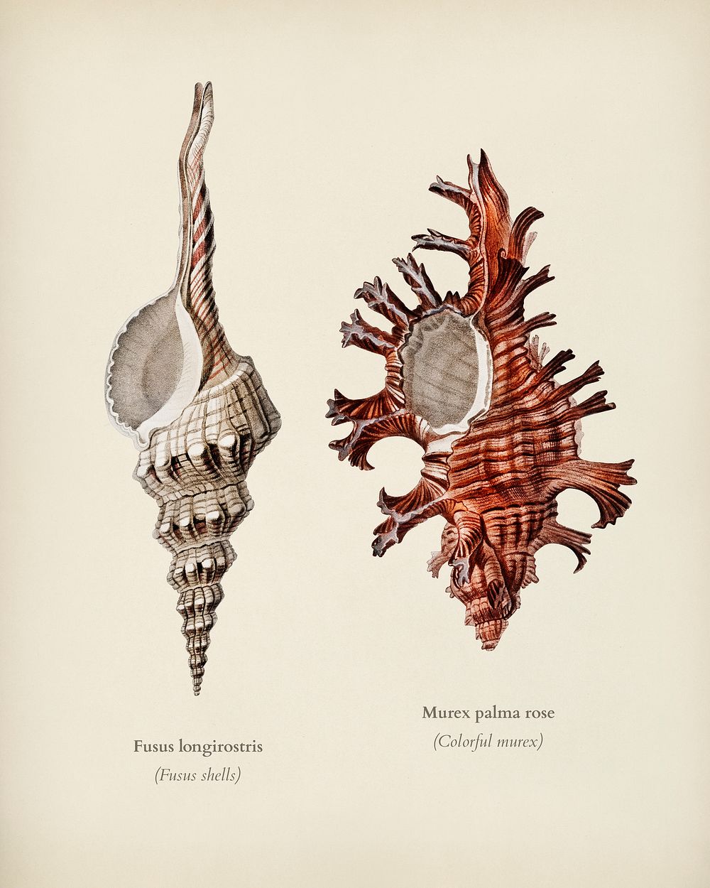 Fusus shells (Fusus longirostris) and Colorful murex (Murex palma rose) illustrated by Charles Dessalines D' Orbigny (1806…