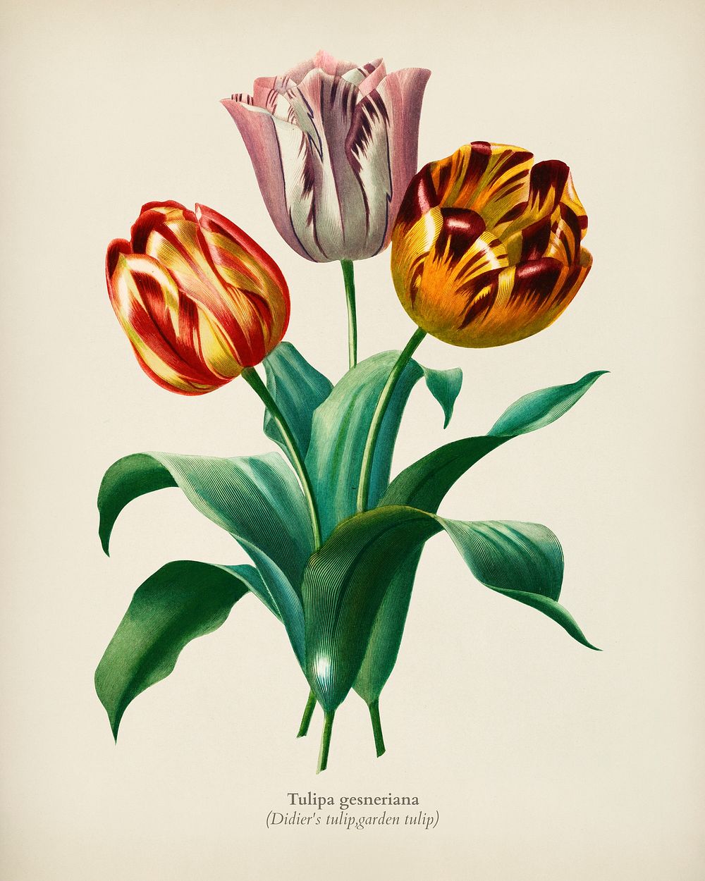 Didier's tulip (Tulipa gesneriana) illustrated by Charles Dessalines D' Orbigny (1806-1876). Digitally enhanced from our own…