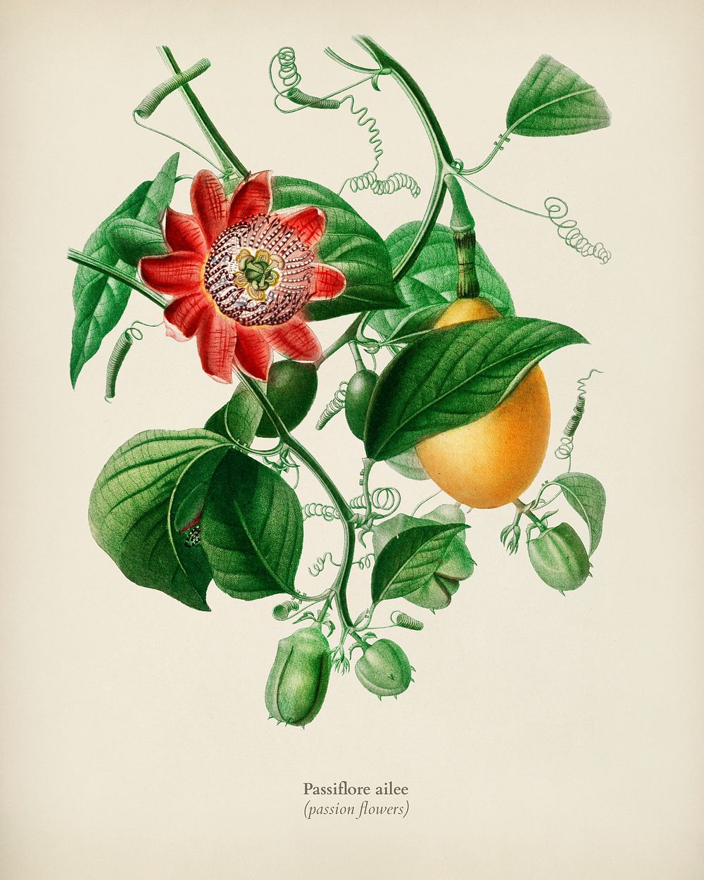 Passiflore ailee illustrated by Charles Dessalines D' Orbigny (1806-1876). Digitally enhanced from our own 1892 edition of…