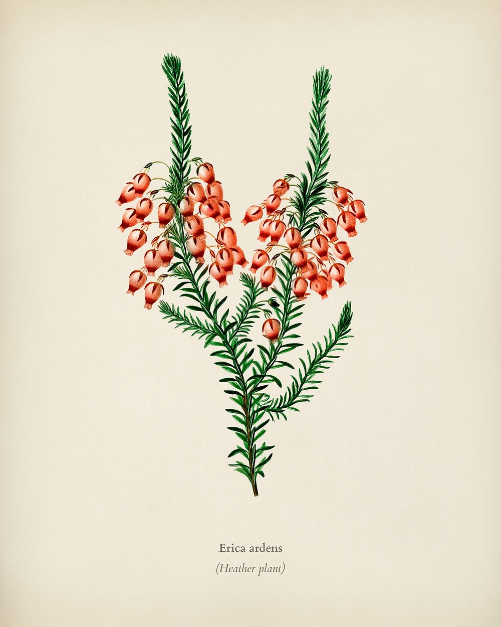 Erica ardens illustrated by Charles Dessalines D' Orbigny (1806-1876). Digitally enhanced from our own 1892 edition of…