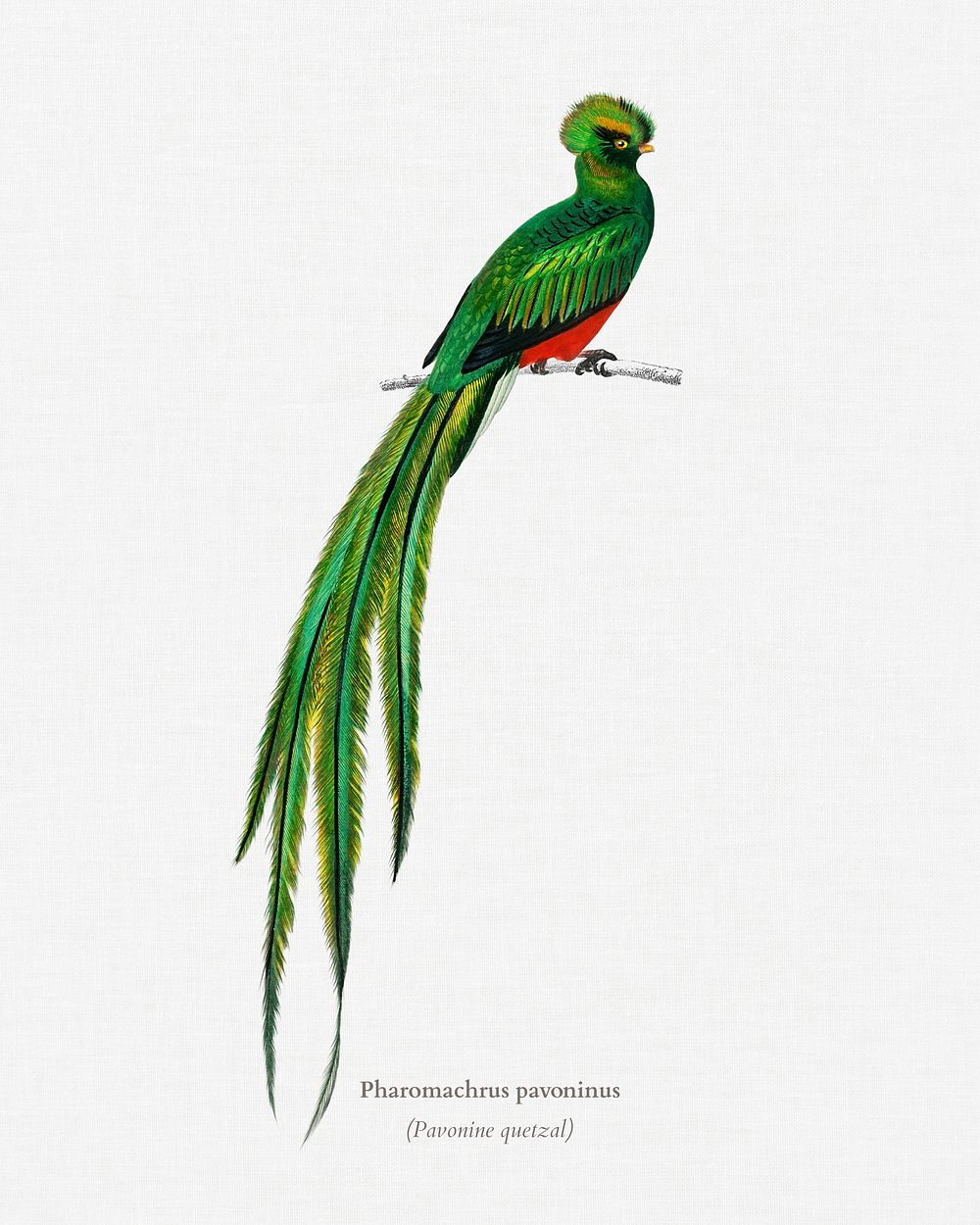 Pavonine quetzal (Pharomachrus pavoninus) illustrated by Charles Dessalines D' Orbigny (1806-1876). Digitally enhanced from…