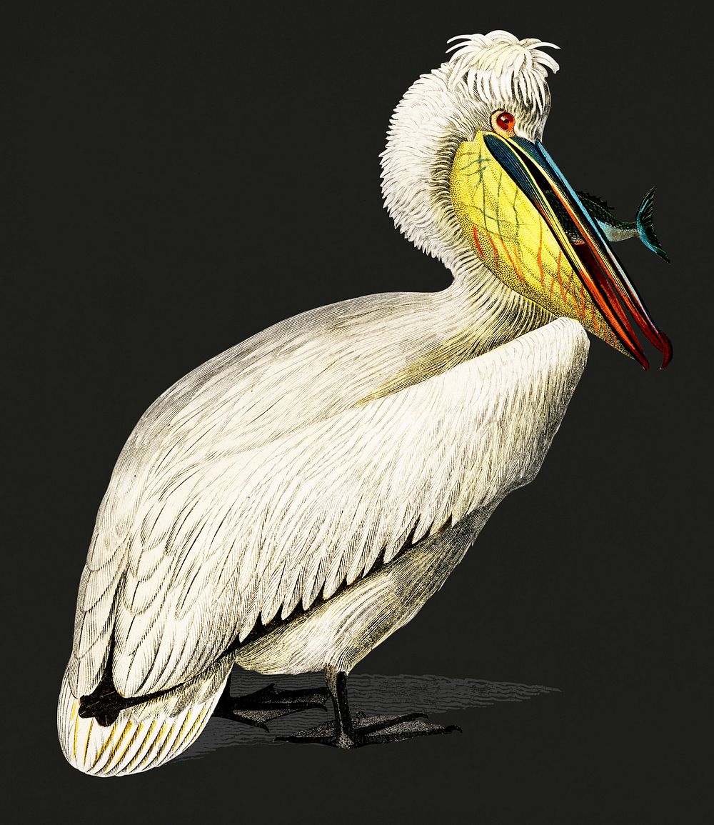 Vintage Illustration of Pelican.