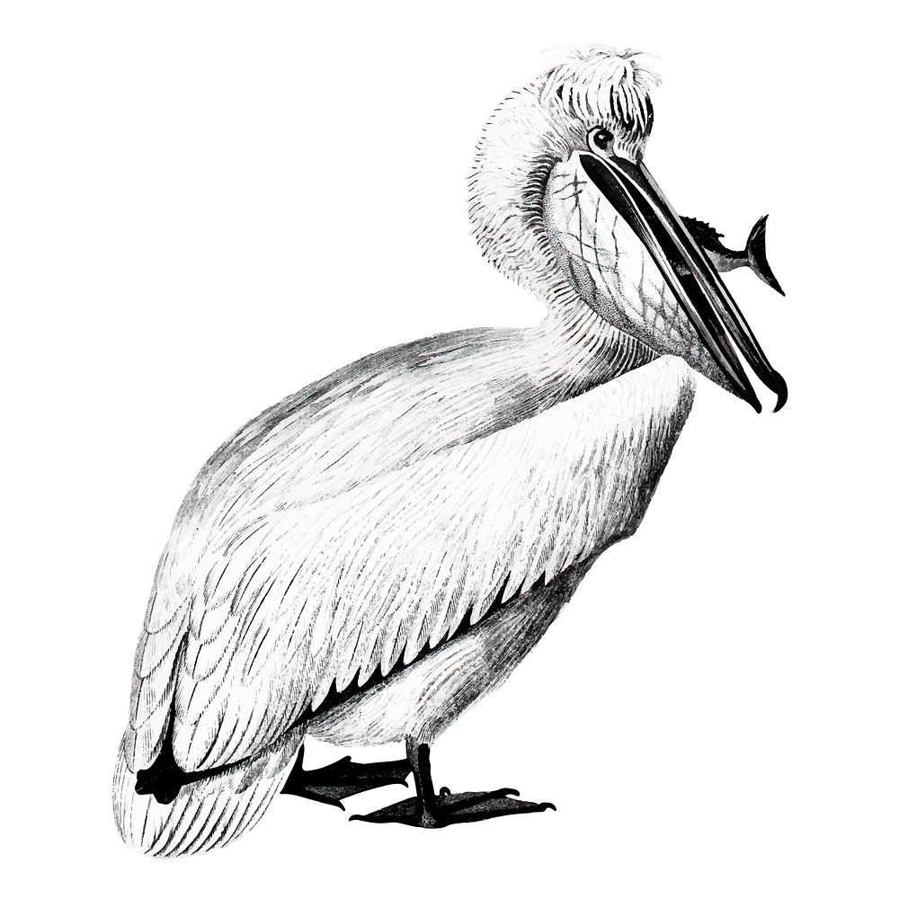 Vintage illustrations of Pelican