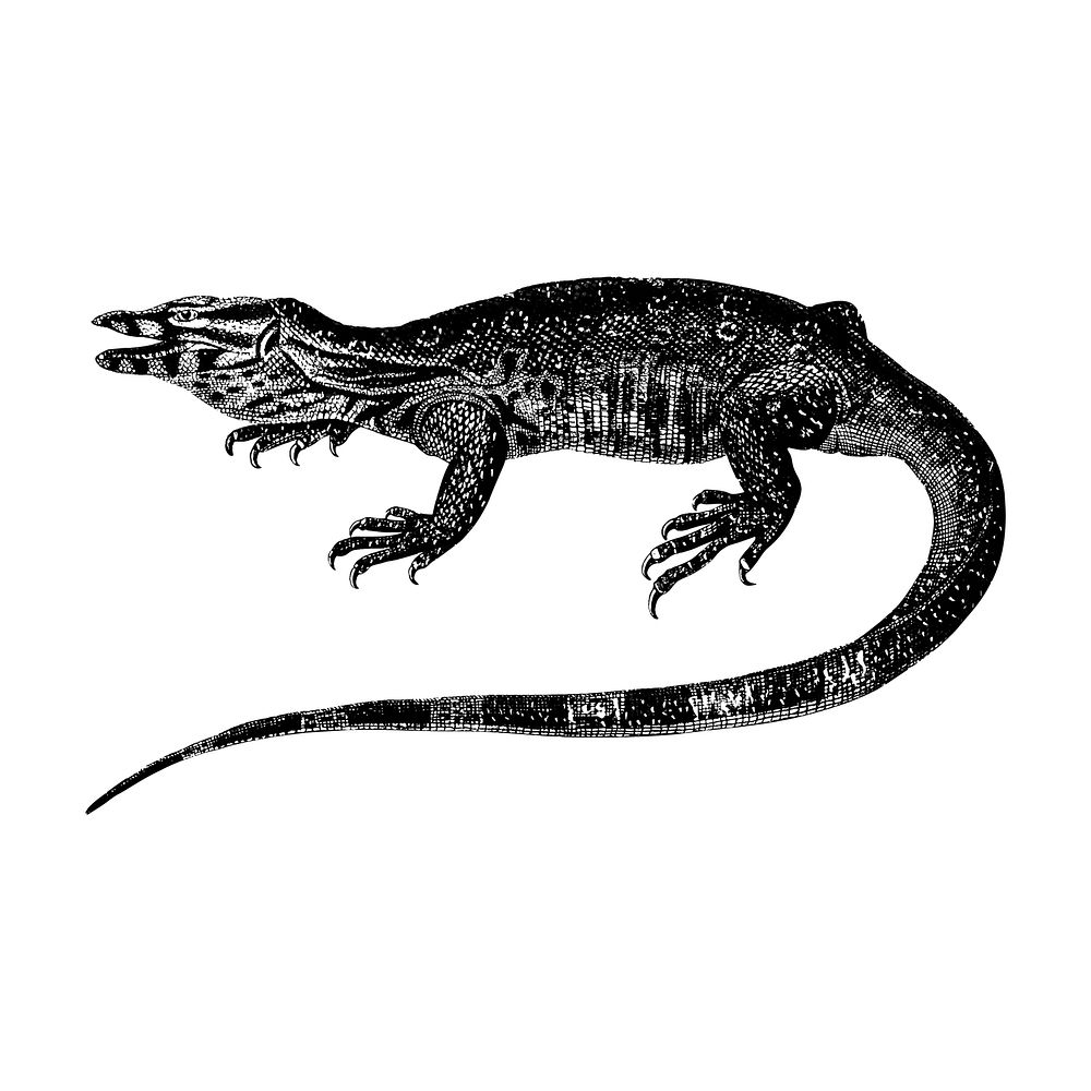 Vintage illustrations of Water monitor