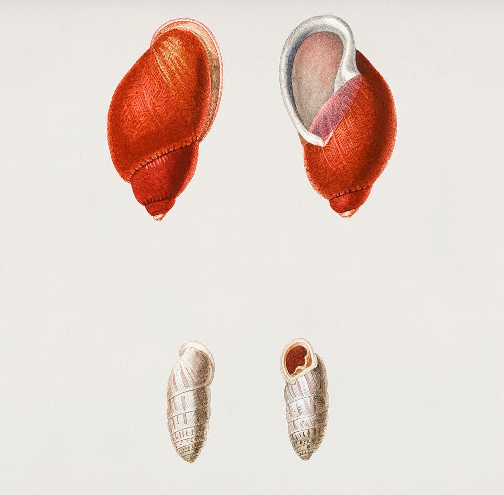 Bulimus pudicus and Pupa chrysalis illustrated by Charles Dessalines D' Orbigny (1806-1876). Digitally enhanced from our own…