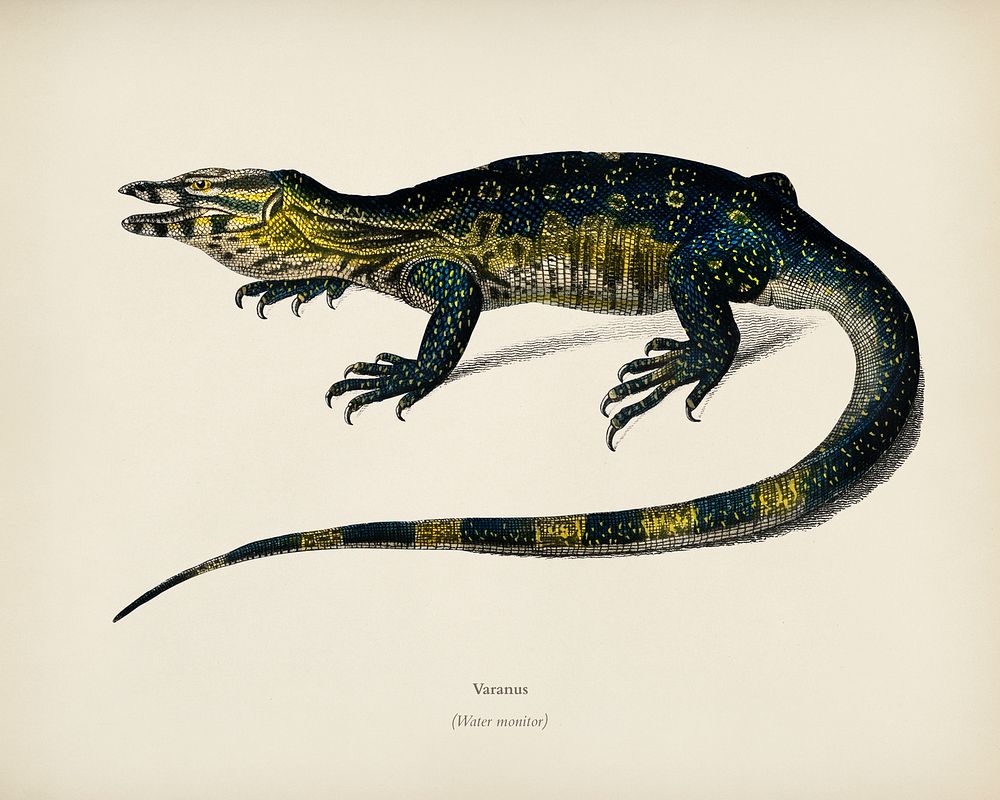 Water monitor (Varanus) illustrated by Charles Dessalines D' Orbigny (1806-1876). Digitally enhanced from our own 1892…