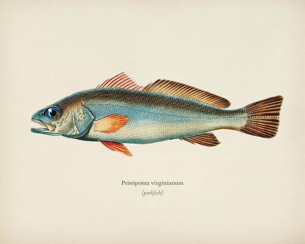 Shade-fish (Sciaena aquila) illustrated by Charles | Premium Photo ...