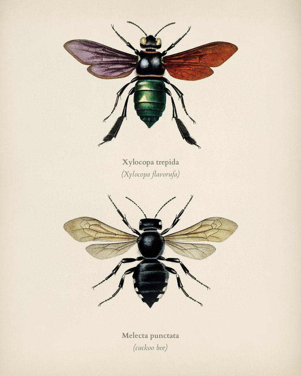 Different types of beetles illustrated by Charles Dessalines D' Orbigny (1806-1876). Digitally enhanced from our own 1892…