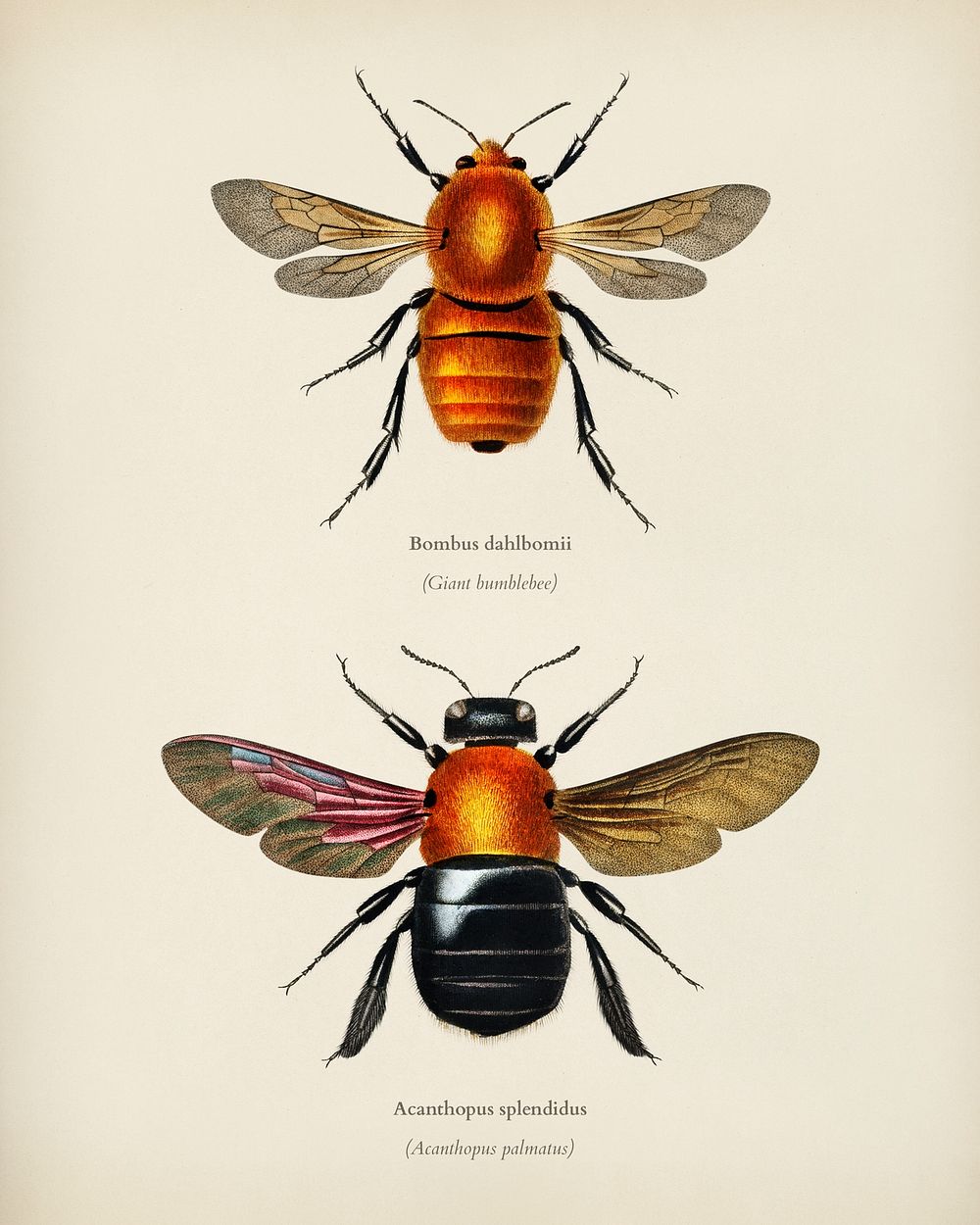 Different types of insects illustrated by Charles Dessalines D' Orbigny (1806-1876). Digitally enhanced from our own 1892…