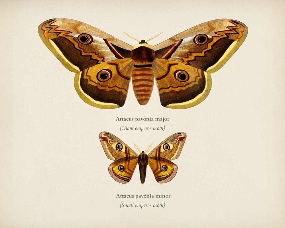 Emporor moths illustrated by Charles Dessalines D' Orbigny (1806-1876). Digitally enhanced from our own 1892 edition of…