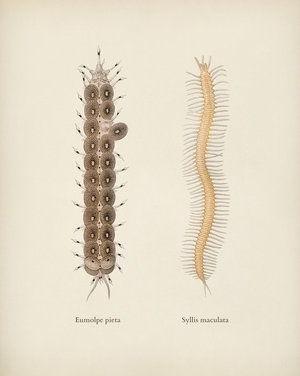 Different types of marine life illustrated by Charles Dessalines D' Orbigny (1806-1876). Digitally enhanced from our own…