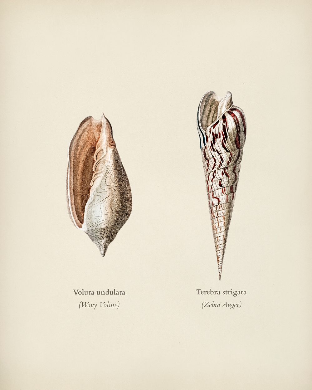 Wavy Volute (Voluta undulata) and Zebra Auger (Terebra strigata) illustrated by Charles Dessalines D' Orbigny (1806-1876).…