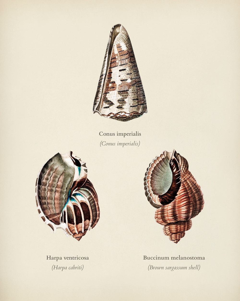 Different types of mollusks illustrated by Charles Dessalines D' Orbigny (1806-1876). Digitally enhanced from our own 1892…