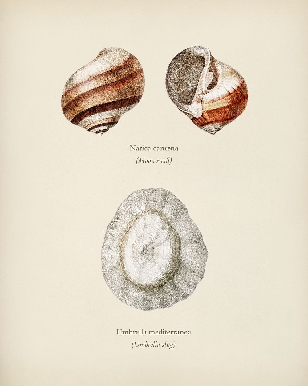 Moon snail (Natica canrena) and Umbrella slug (Umbrella mediterranea) illustrated by Charles Dessalines D' Orbigny (1806…