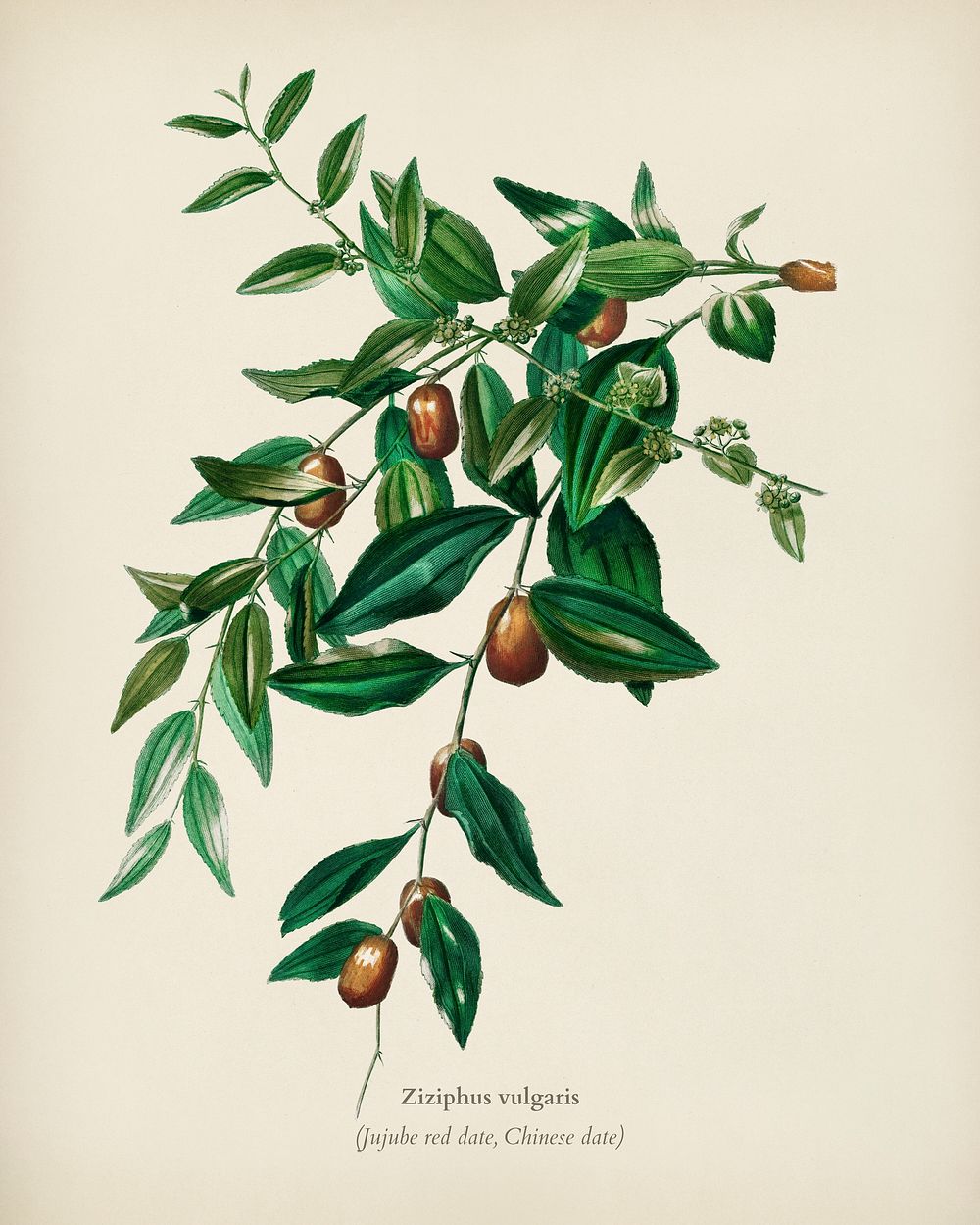 Jujube red date (Ziziphus vulgaris) illustrated by Charles Dessalines D' Orbigny (1806-1876). Digitally enhanced from our…