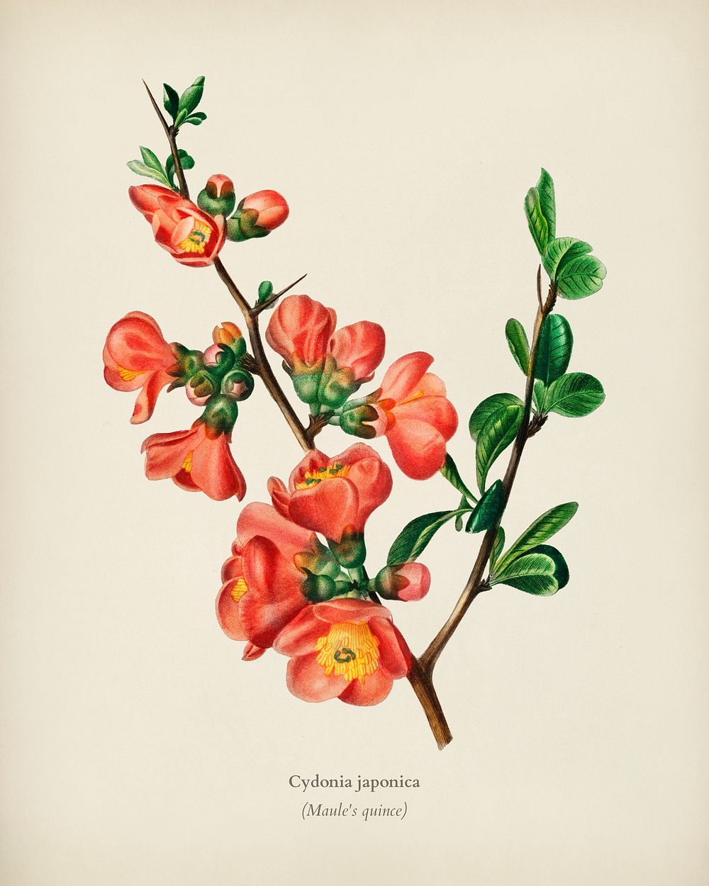 Maule's quince (Cydonia japonica) illustrated by Charles Dessalines D' Orbigny (1806-1876). Digitally enhanced from our own…