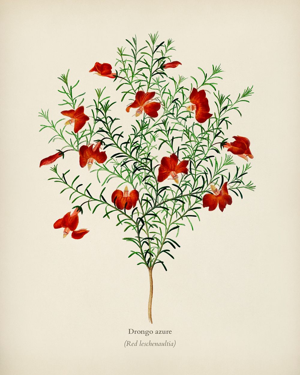 Red leschenaultia (Lechenaultia formosa) illustrated by Charles Dessalines D' Orbigny (1806-1876). Digitally enhanced from…