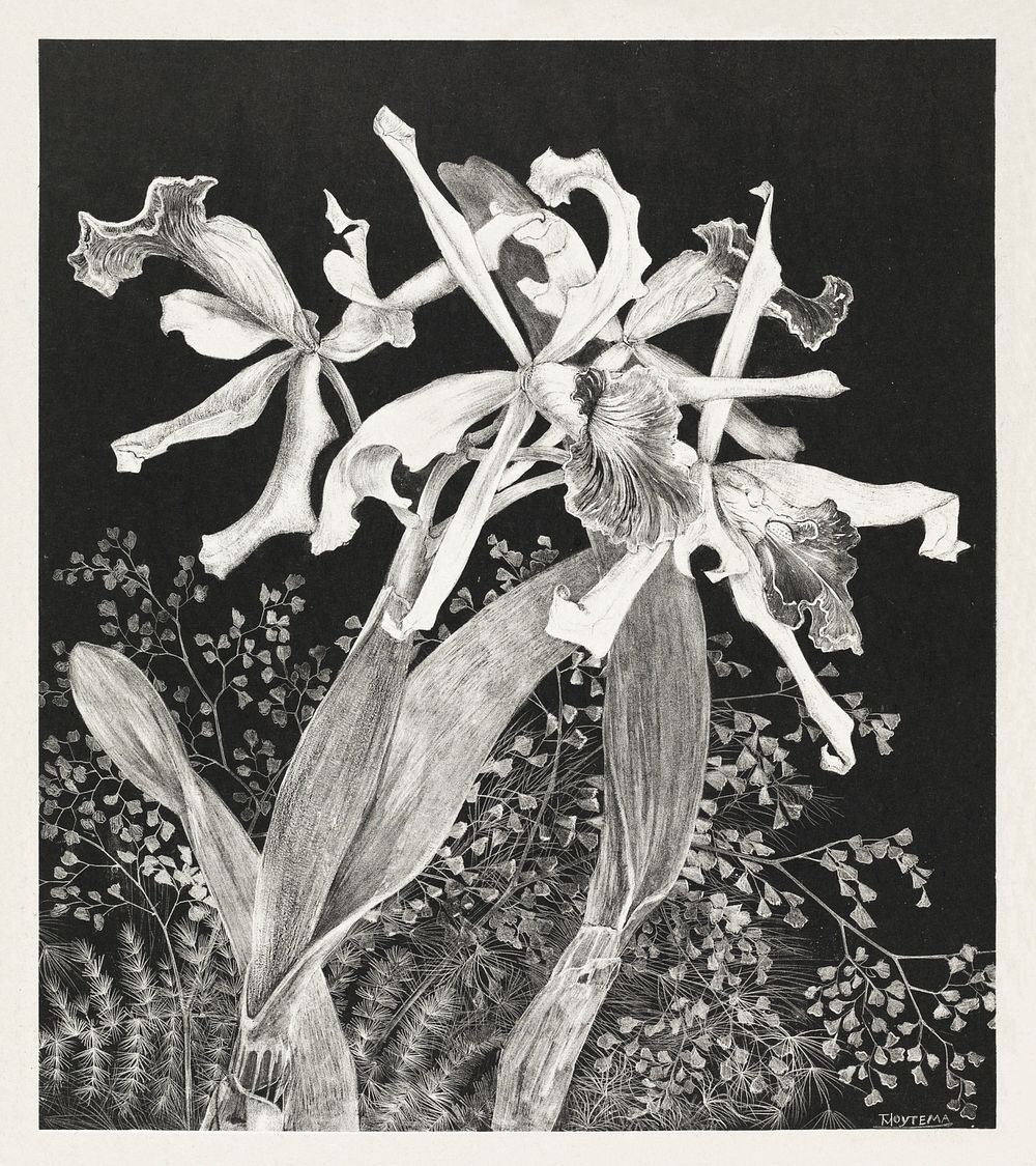 Orchids (1900) print in high resolution by Theo van Hoytema. Original from The Rijksmuseum. Digitally enhanced by rawpixel.