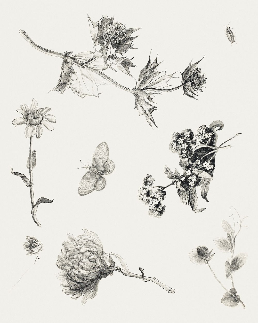 Flowers and Leaves (1878&ndash;1917) print in high resolution by Theo van Hoytema. Original from The Rijksmuseum. Digitally…