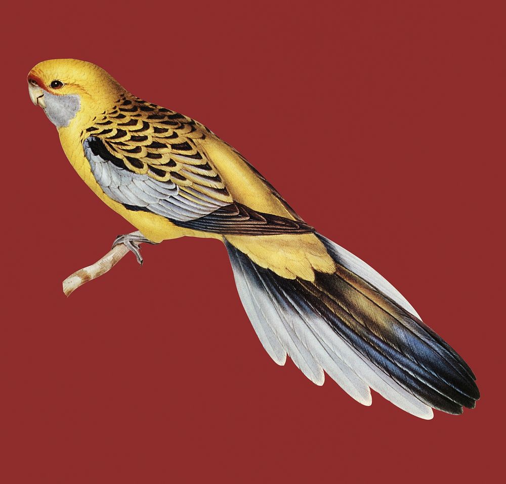 Vintage Illustration of Yellow-rumped Parakeet.