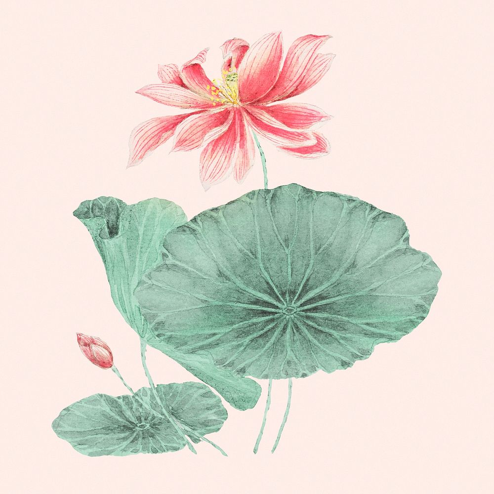 Vintage Japanese lotus psd art print, remix from artworks by Megata Morikaga