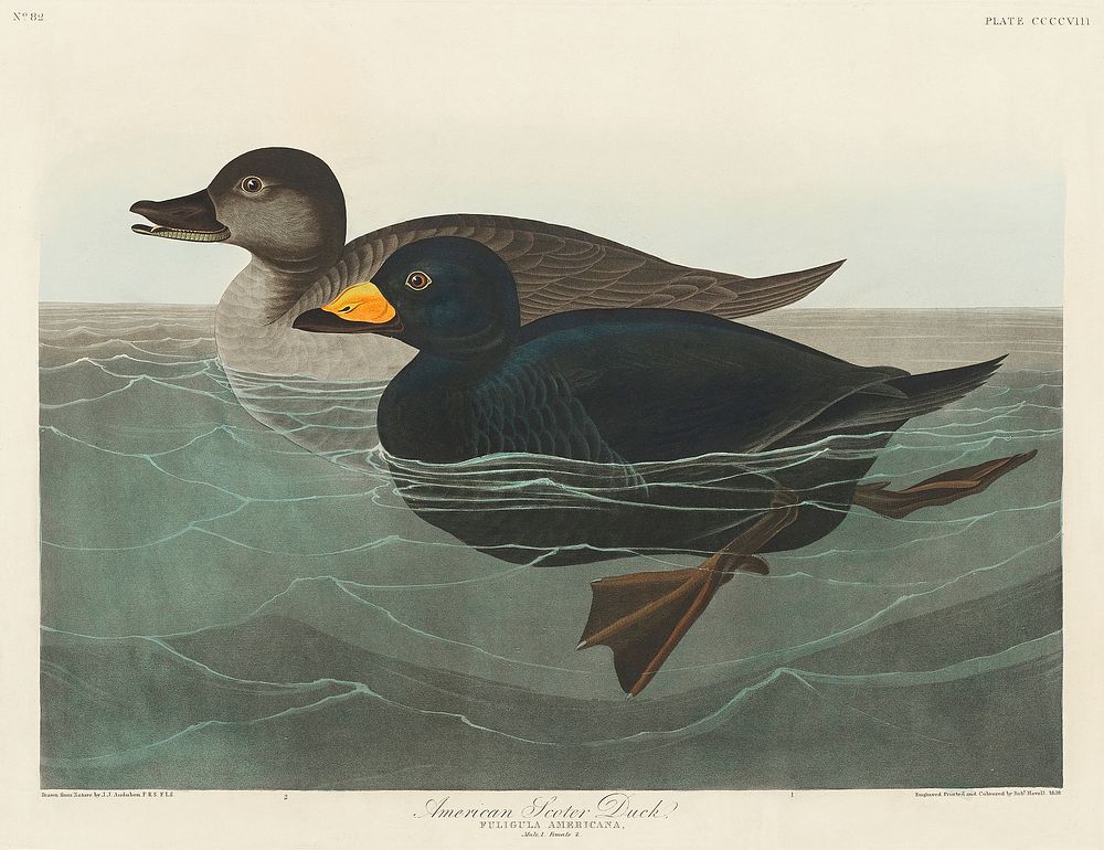 American Scoter Duck from Birds of America (1827) by John James Audubon (1785 - 1851 ), etched by Robert Havell (1793 -…