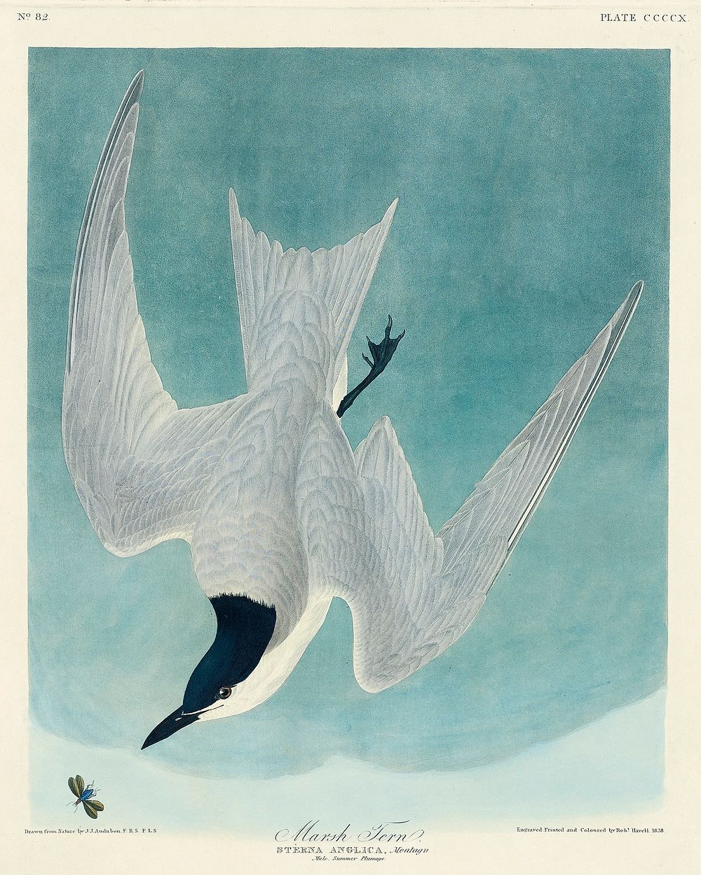 Marsh Tern from Birds of America (1827) by John James Audubon (1785 - 1851), etched by Robert Havell (1793 - 1878). Original…