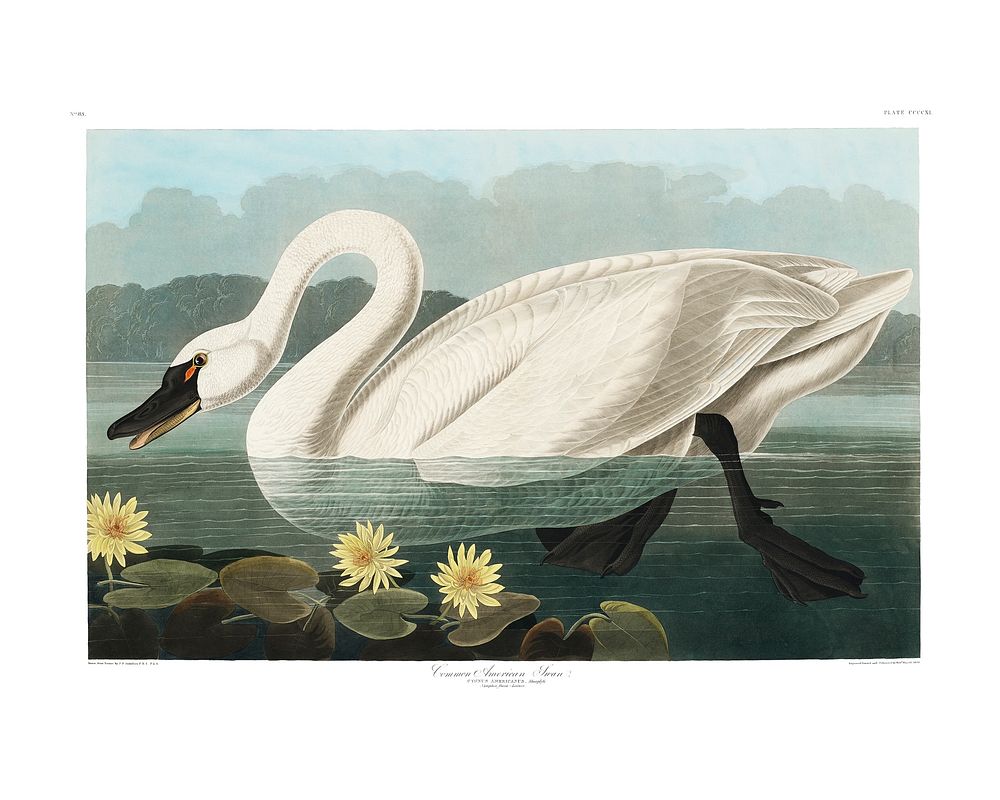 Common American Swan vintage illustration wall art print and poster design. Original from Birds of America by John James…