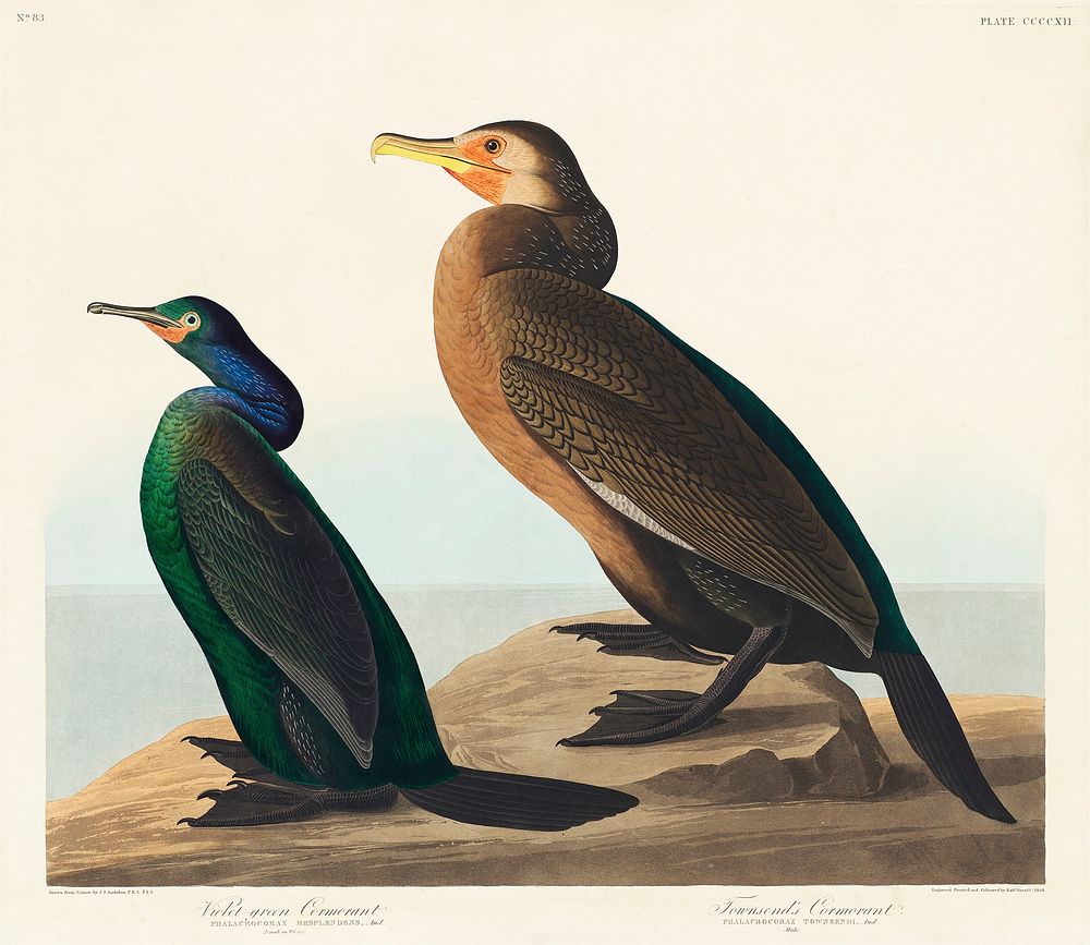 Violet-green Cormorant and Townsend's Cormorant from Birds of America (1827) by John James Audubon (1785 - 1851), etched by…