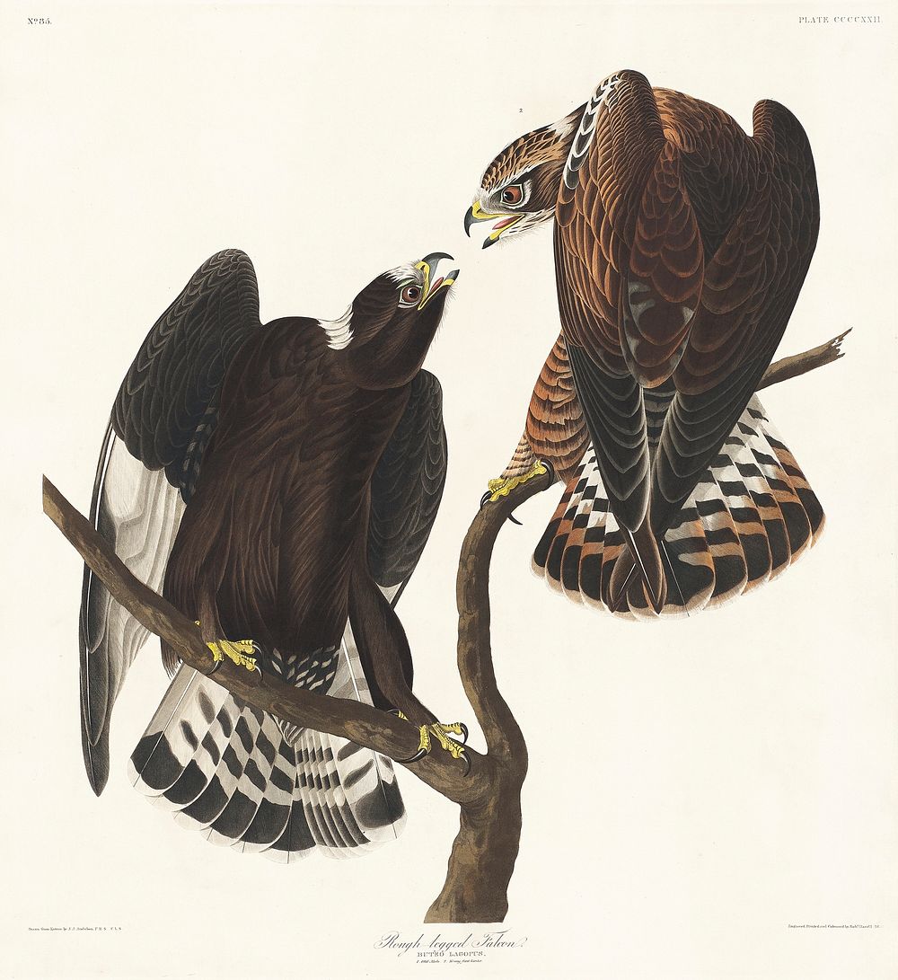 Rough-legged Falcon from Birds of America (1827) by John James Audubon (1785 - 1851), etched by Robert Havell (1793 - 1878).…