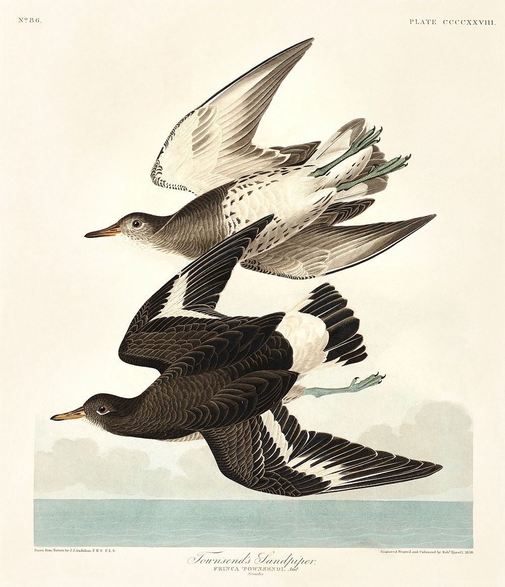 Townsend's Sandpiper from Birds of America (1827) by John James Audubon (1785 - 1851), etched by Robert Havell (1793 -…